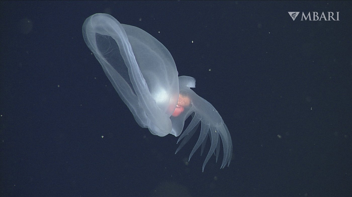 California researchers discover mysterious, gelatinous new sea slug | iNFOnews.ca California researchers discover mysterious, gelatinous new sea slug | iNFOnews.ca