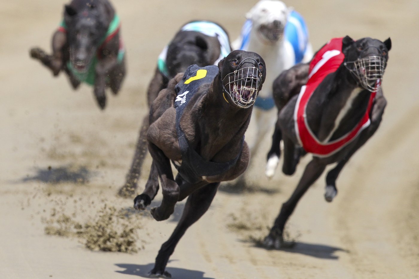 Greyhound racing is increasingly rare worldwide. New Zealand now plans to outlaw the practice | iNFOnews.ca Greyhound racing is increasingly rare worldwide. New Zealand now plans to outlaw the practice | iNFOnews.ca