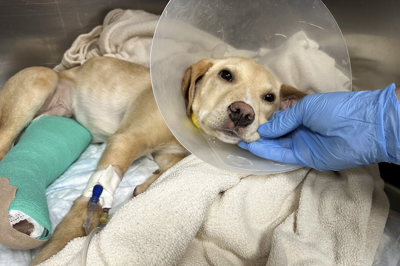 An animal-rescue pilot died in a crash. 2 dogs aboard are recovering | iNFOnews.ca