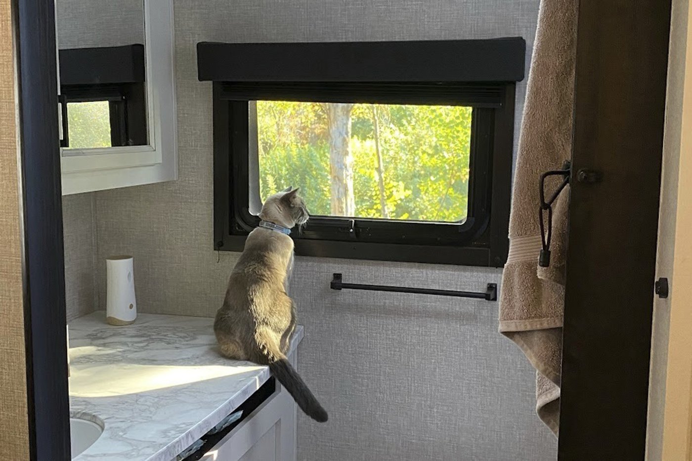A lost cat's mysterious 2-month, 900-mile journey home to California | iNFOnews.ca A lost cat's mysterious 2-month, 900-mile journey home to California | iNFOnews.ca