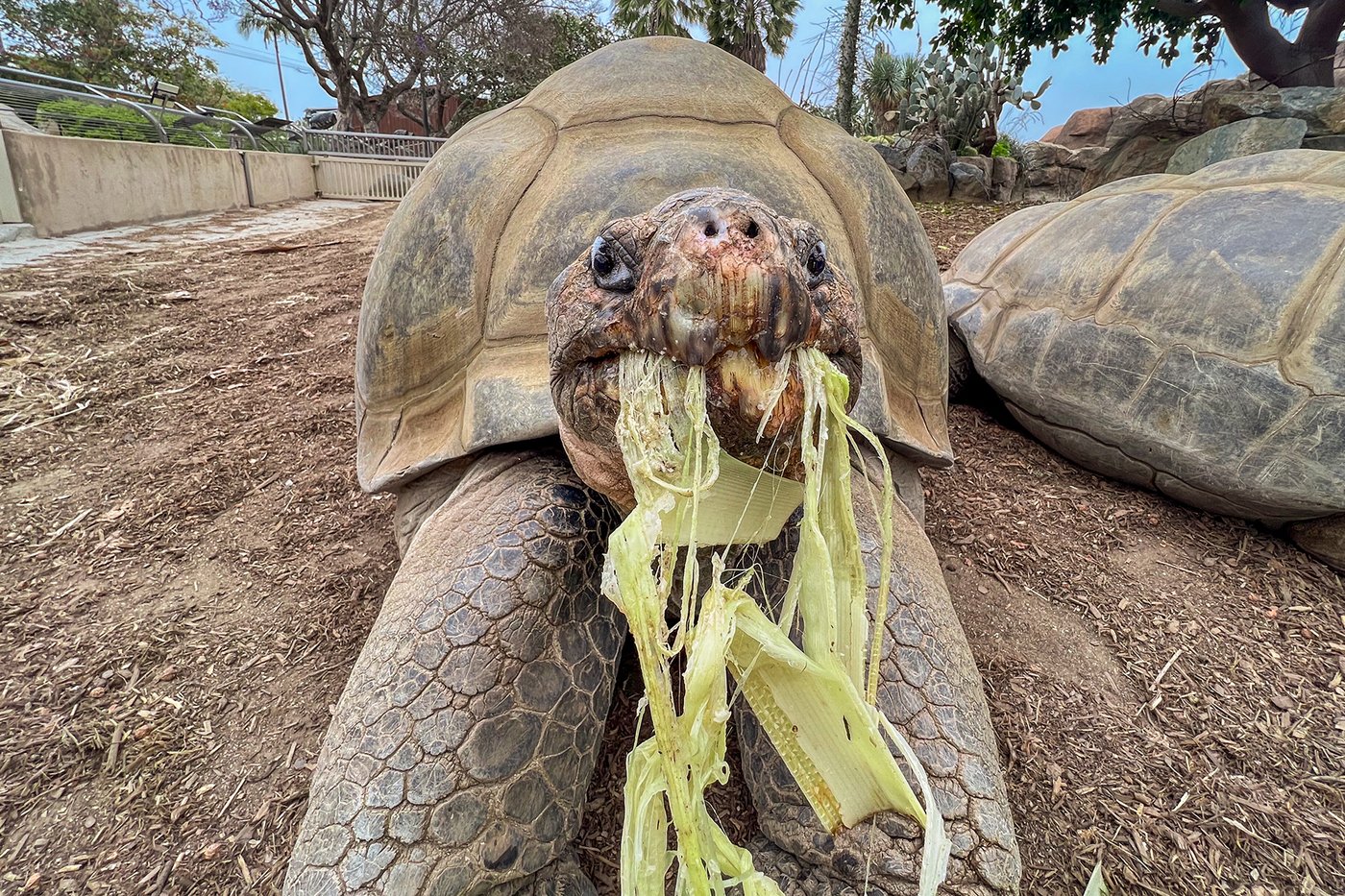 Gramma the Galapagos tortoise, oldest resident of San Diego Zoo, dies at about 141 | iNFOnews.ca Gramma the Galapagos tortoise, oldest resident of San Diego Zoo, dies at about 141 | iNFOnews.ca