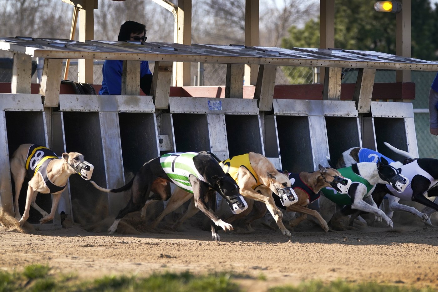 Greyhound racing is increasingly rare worldwide. New Zealand now plans to outlaw the practice | iNFOnews.ca Greyhound racing is increasingly rare worldwide. New Zealand now plans to outlaw the practice | iNFOnews.ca