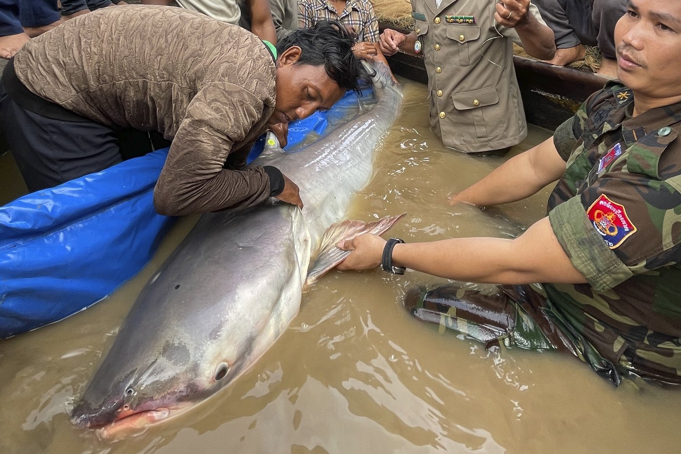 Huge and rare Mekong catfish spotted in Cambodia, raising conservation hopes | iNFOnews.ca Huge and rare Mekong catfish spotted in Cambodia, raising conservation hopes | iNFOnews.ca