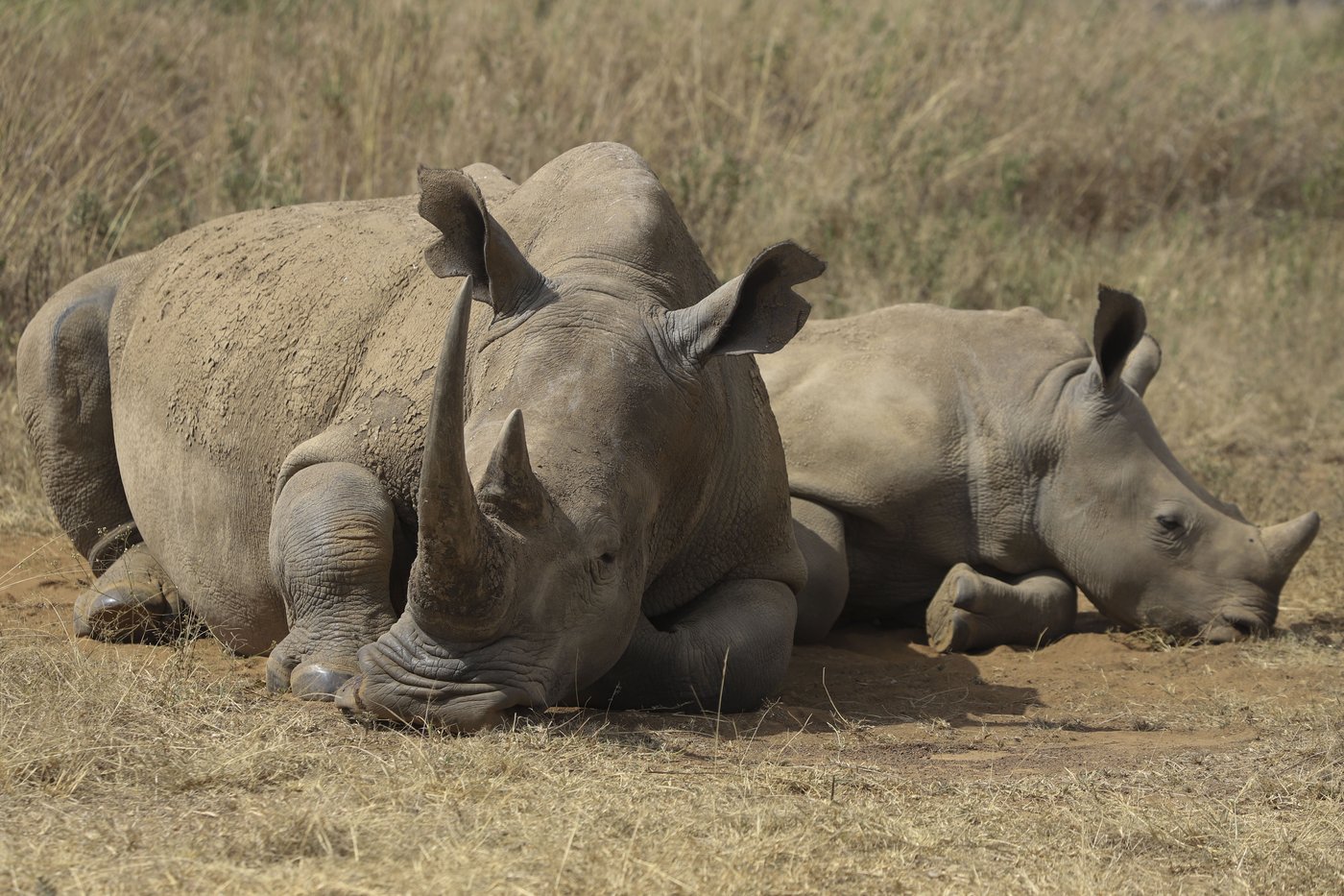 The number of rhinos is slightly up but poaching has increased too | iNFOnews.ca The number of rhinos is slightly up but poaching has increased too | iNFOnews.ca