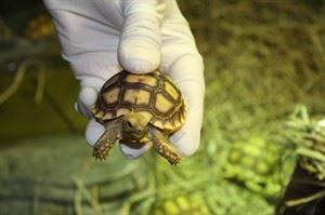 Detroit Zoo cares for turtles allegedly smuggled by Canadian in boots, cereal boxes | iNFOnews.ca CP30151089