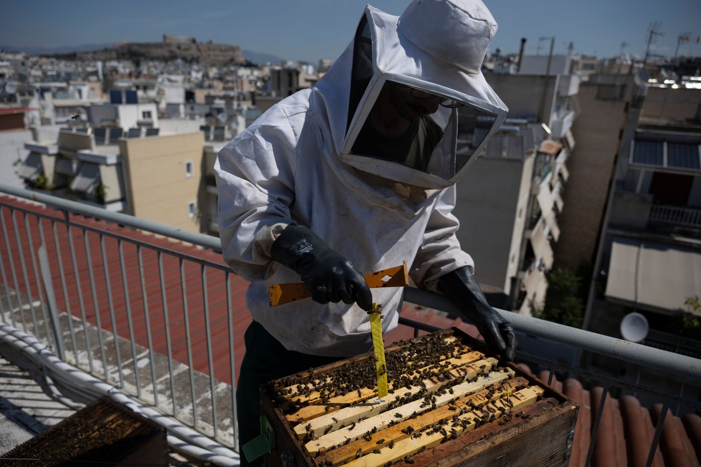 Rooftop beekeeping in Athens: A new buzz in urban ecosystems, in photos | iNFOnews.ca