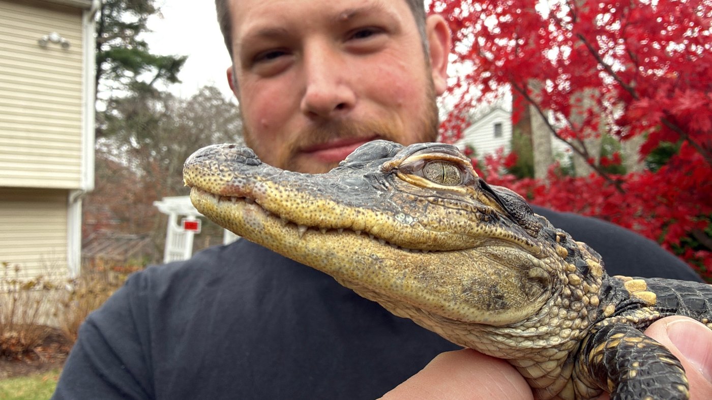 Small alligator rescued in Boston after slithering into the city's heart on social media | iNFOnews.ca Small alligator rescued in Boston after slithering into the city's heart on social media | iNFOnews.ca