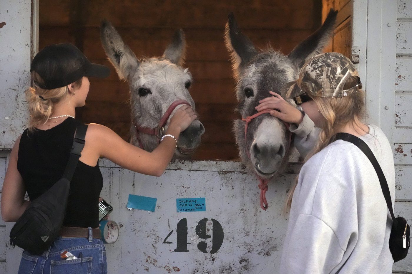 Californians scrambled to evacuate dogs, cats, horses, even pigs as LA flames closed in | iNFOnews.ca Californians scrambled to evacuate dogs, cats, horses, even pigs as LA flames closed in | iNFOnews.ca