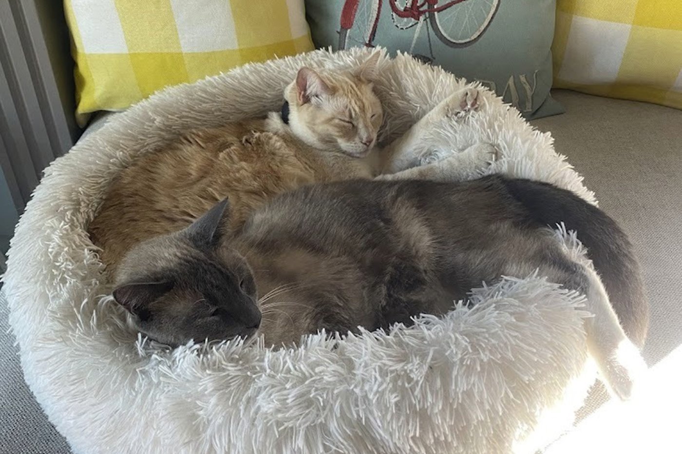 A lost cat's mysterious 2-month, 900-mile journey home to California | iNFOnews.ca A lost cat's mysterious 2-month, 900-mile journey home to California | iNFOnews.ca
