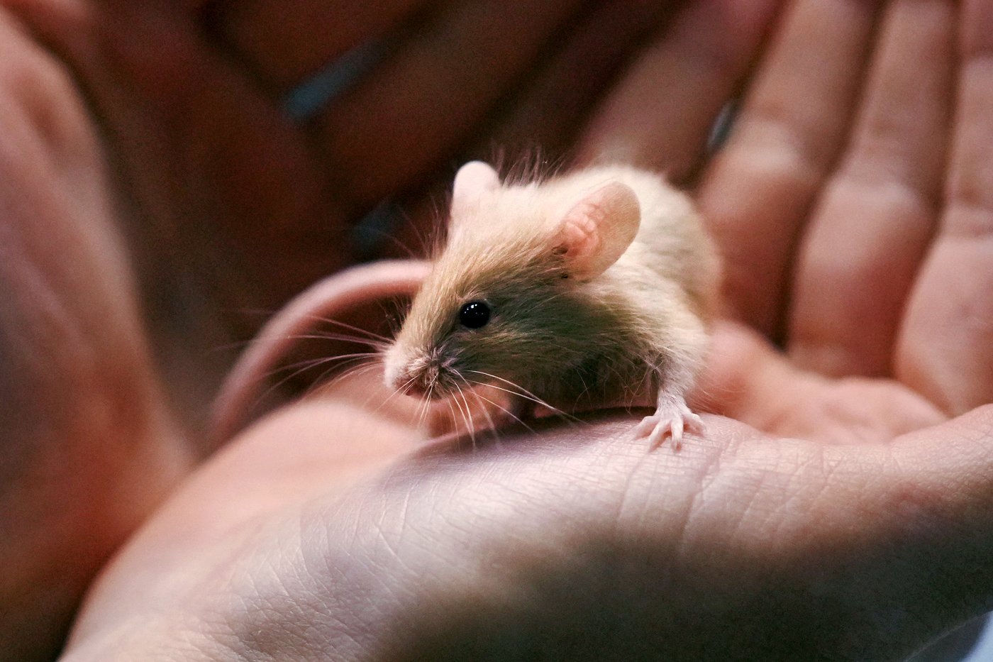 New Hampshire shelter faces enor-mouse problem after man surrenders nearly 1,000 rodents | iNFOnews.ca