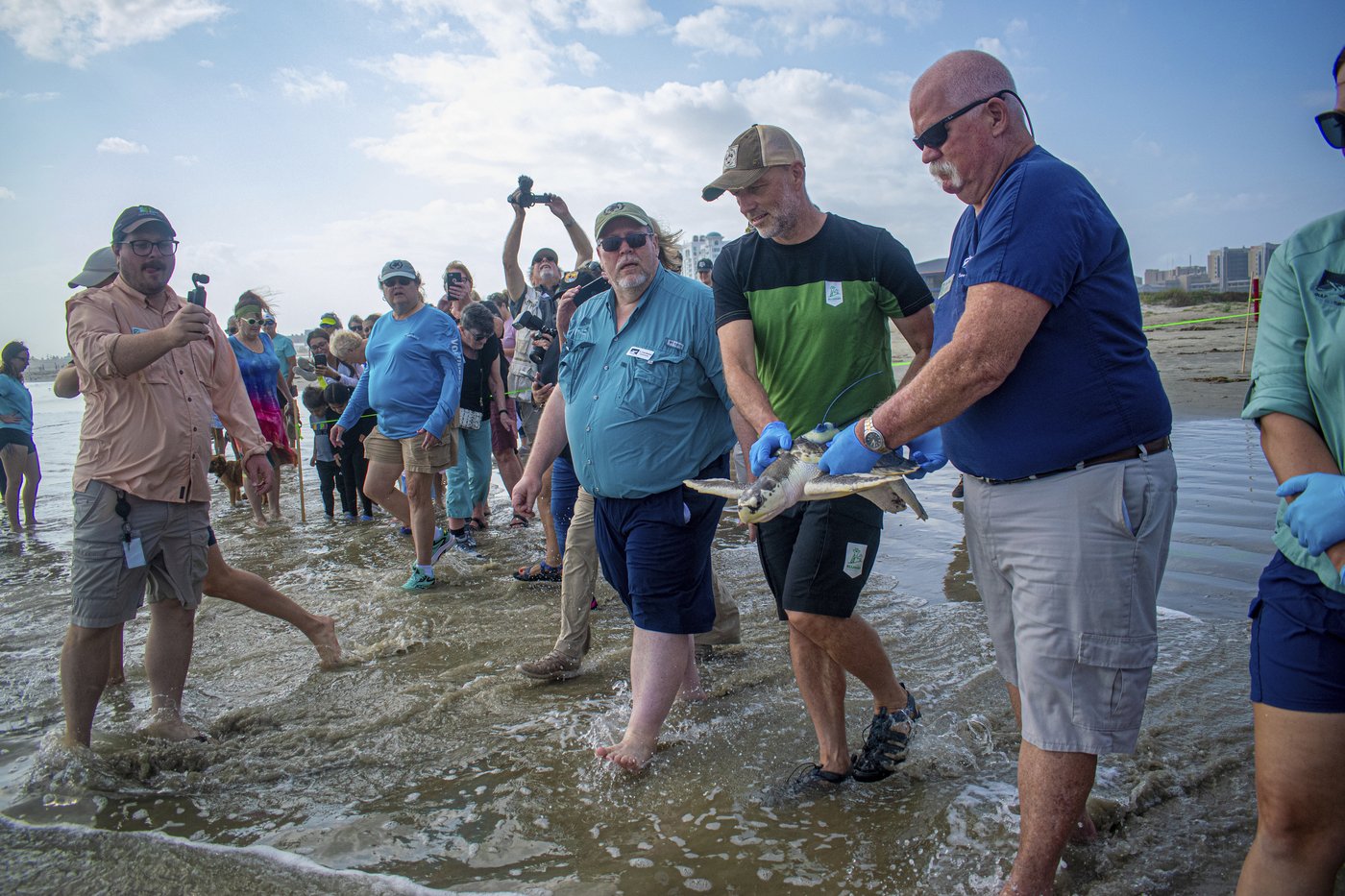 A wayward sea turtle wound up in the Netherlands. A rescue brought it thousands of miles back home | iNFOnews.ca A wayward sea turtle wound up in the Netherlands. A rescue brought it thousands of miles back home | iNFOnews.ca