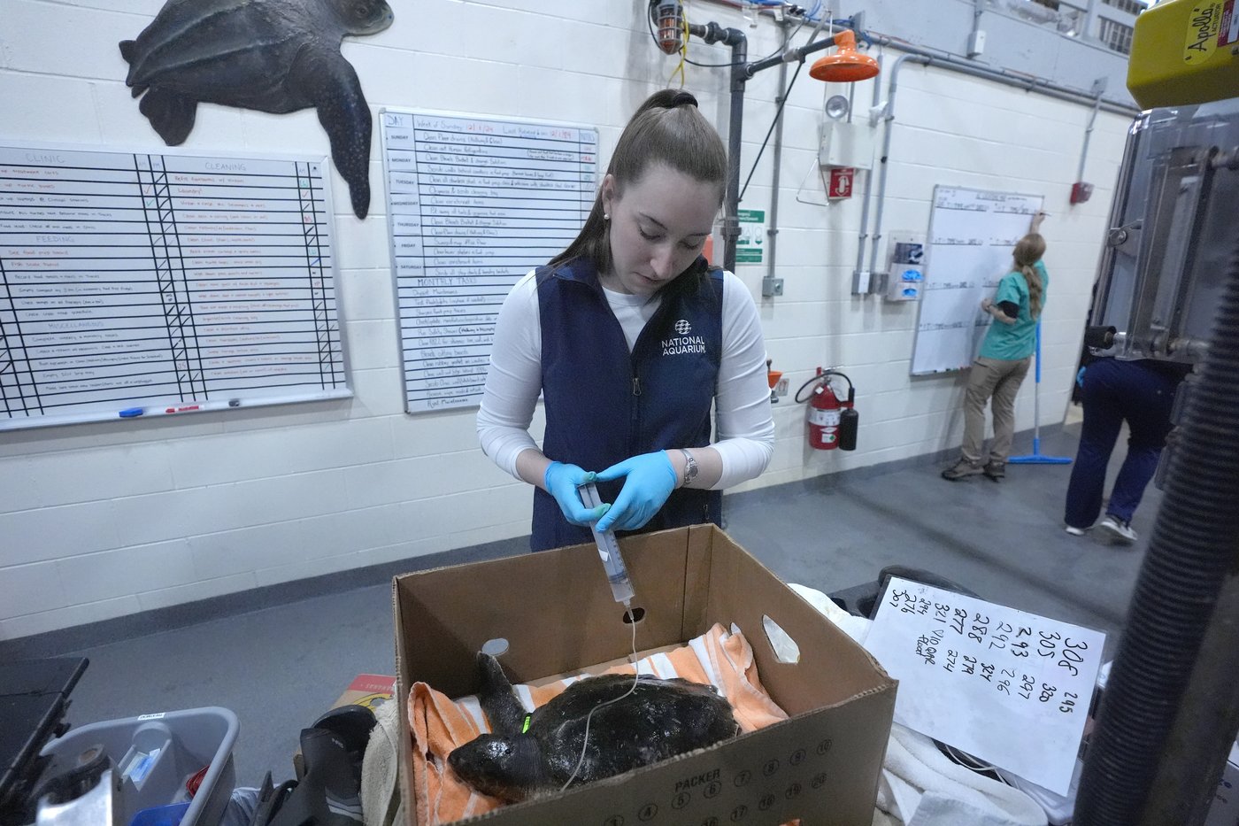 Global warming fills New England's rich waters with death traps for endangered sea turtles | iNFOnews.ca
