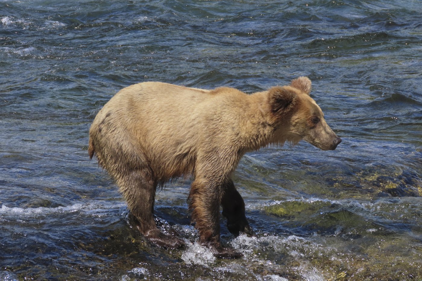 The chunkiest of chunks face off in Alaska's Fat Bear Week | iNFOnews.ca