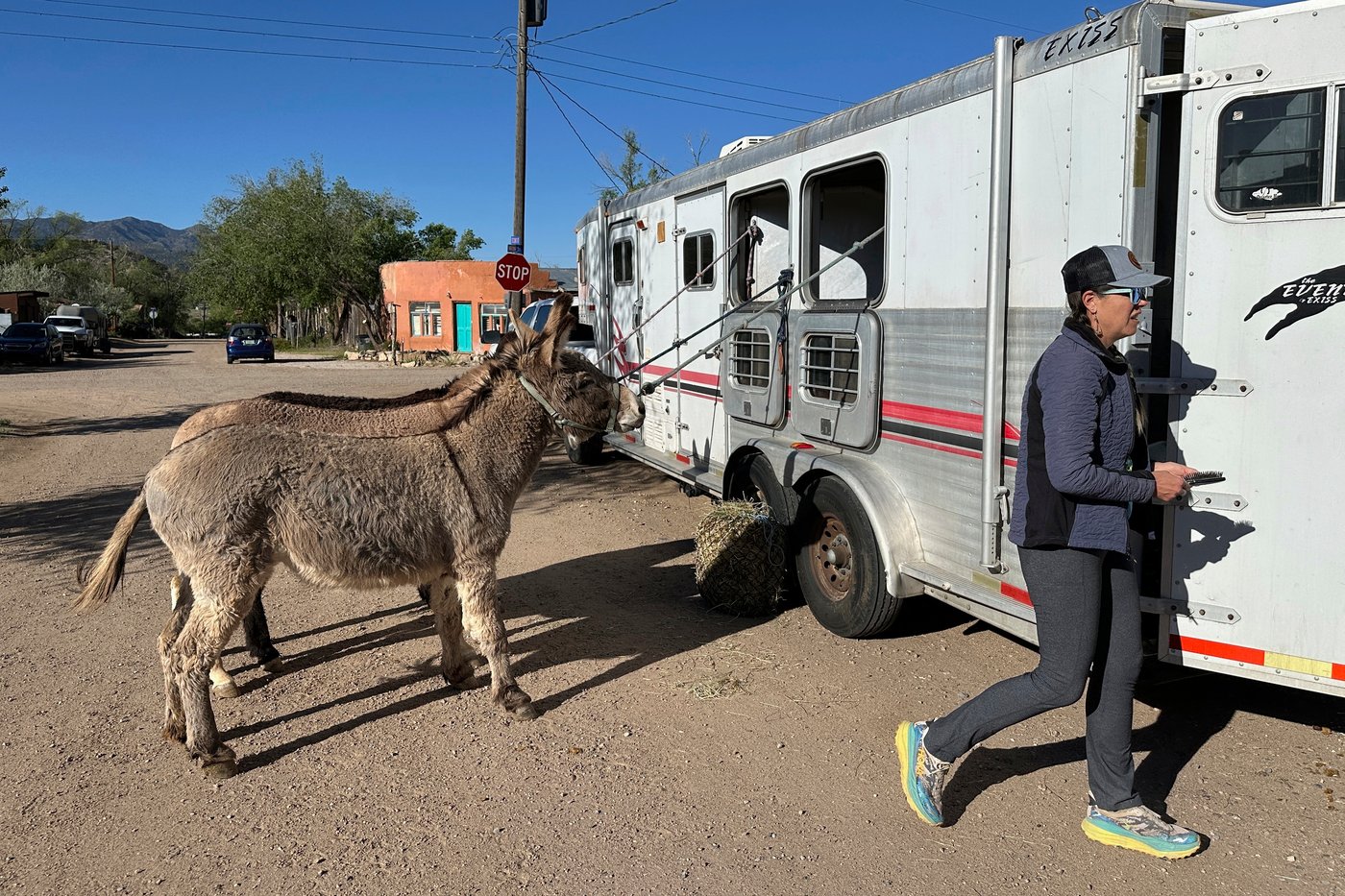 Burro racing wins over runners in backcountry ode to mining history | iNFOnews.ca