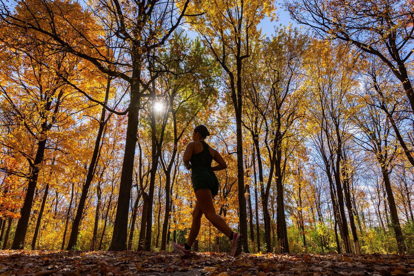 What could drought-stricken forests mean for Canada's fall foliage? | iNFOnews.ca
