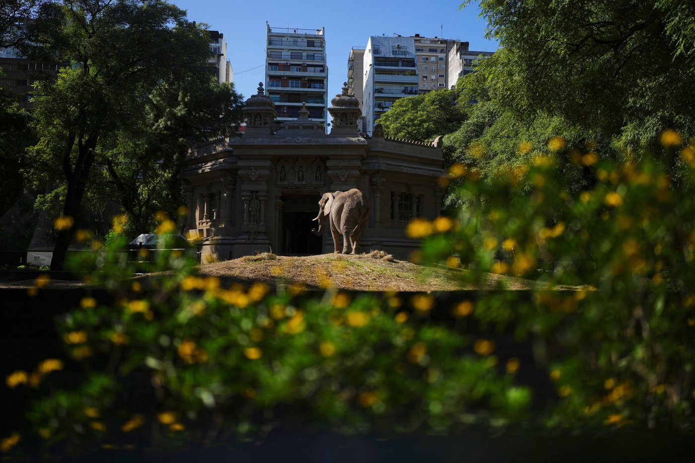 Pupy the elephant heads to a vast Brazilian sanctuary after 30 years in an Argentine zoo | iNFOnews.ca Pupy the elephant heads to a vast Brazilian sanctuary after 30 years in an Argentine zoo | iNFOnews.ca