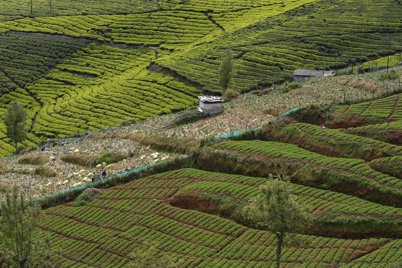 In southern India's tea country, small but mighty efforts are brewing to bring back native forests | iNFOnews.ca
