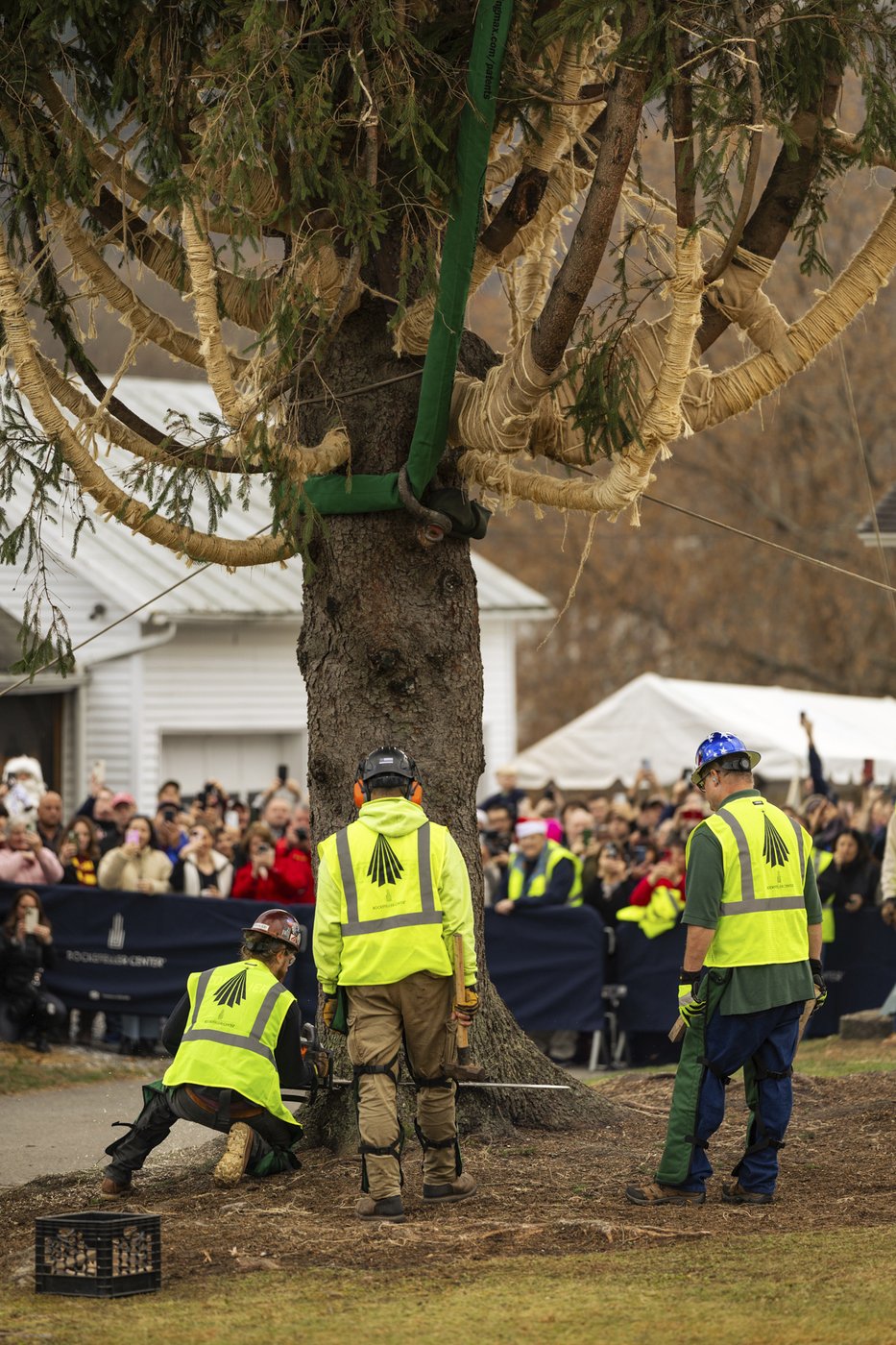 A green giant: This year's 74-foot Rockefeller Christmas tree is en route from Massachusetts | iNFOnews.ca