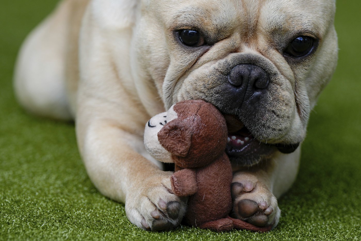 French bulldog is still top US breed, but is another gaining momentum? Of corso | iNFOnews.ca