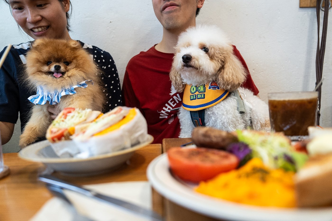 Hong Kong eateries welcome dogs as city relaxes ban | iNwine Hong Kong eateries welcome dogs as city relaxes ban | iNwine