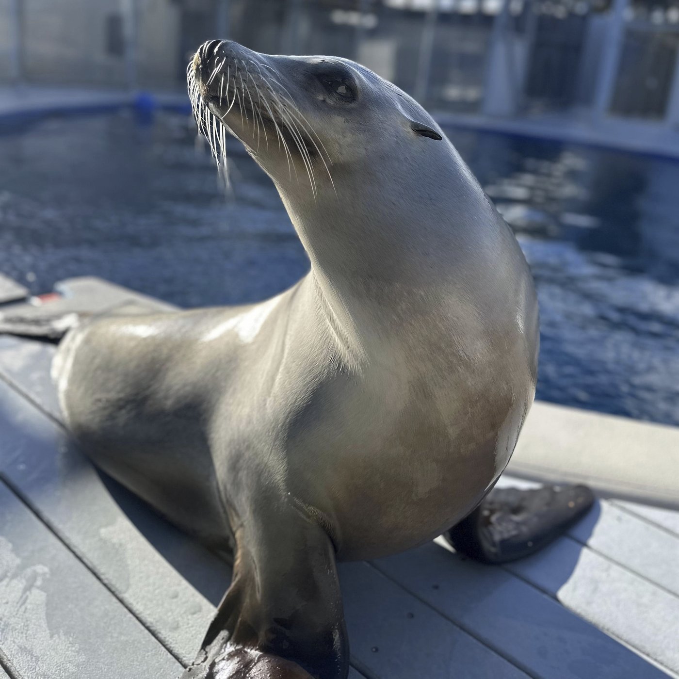 Scientists once thought only humans could bob to music. Ronan the sea lion helped prove them wrong | iNFOnews.ca Scientists once thought only humans could bob to music. Ronan the sea lion helped prove them wrong | iNFOnews.ca