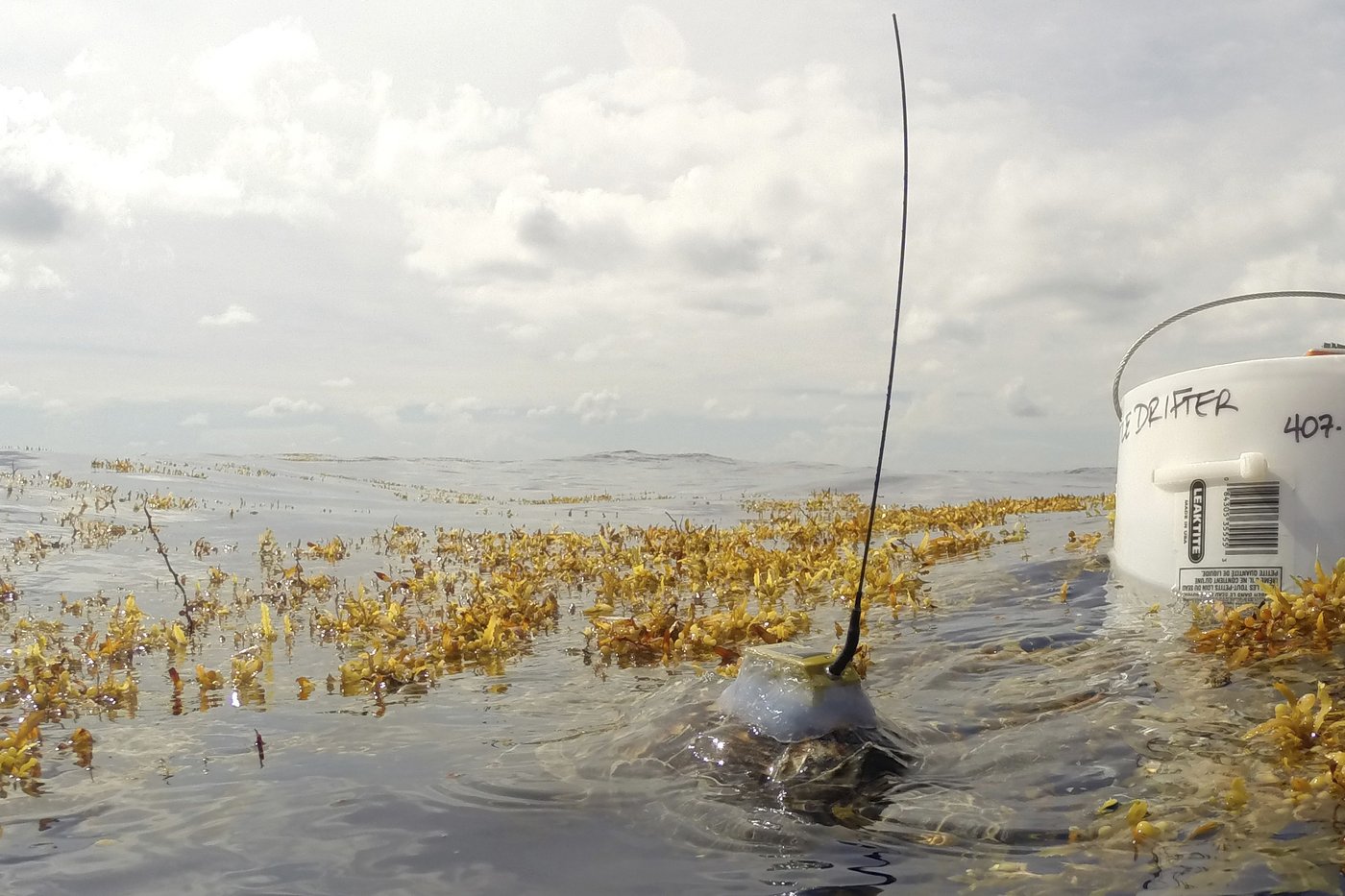 Scientists solve the mystery of sea turtles' 'lost years' | iNFOnews.ca Scientists solve the mystery of sea turtles' 'lost years' | iNFOnews.ca