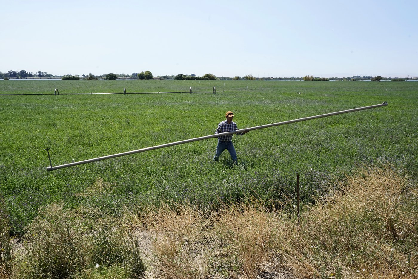 California farmers are hopeful Trump administration will deliver more water to fields | iNFOnews.ca