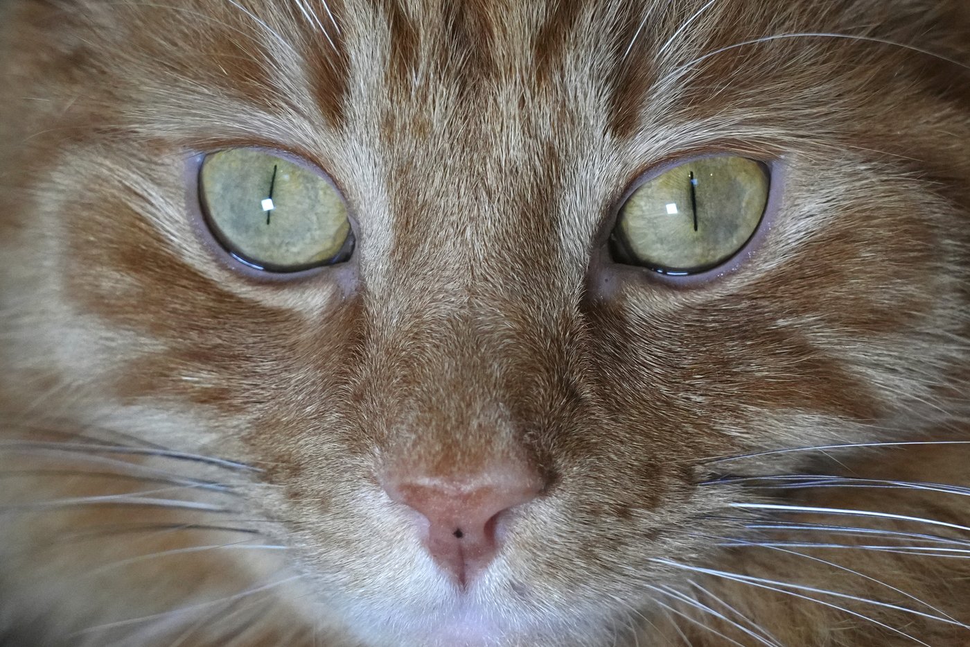 Cats won't be banned in Scotland, the government confirms | iNFOnews.ca Cats won't be banned in Scotland, the government confirms | iNFOnews.ca