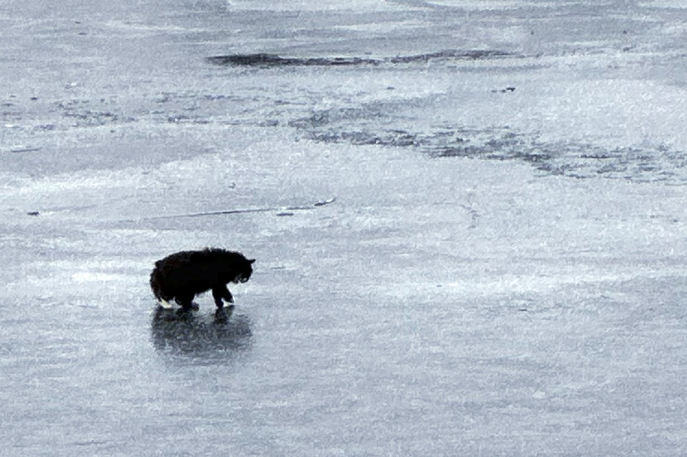 A 20-year-old blind cat is rescued from an icy Massachusetts pond after some quick thinking | iNFOnews.ca