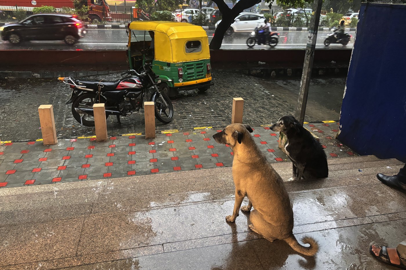 India's top court orders stray dogs to be removed from New Delhi streets | iNFOnews.ca India's top court orders stray dogs to be removed from New Delhi streets | iNFOnews.ca