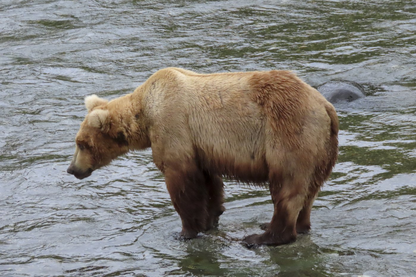 Online voting in Alaska's Fat Bear Week contest starts after an attack killed 1 contestant | iNFOnews.ca Online voting in Alaska's Fat Bear Week contest starts after an attack killed 1 contestant | iNFOnews.ca