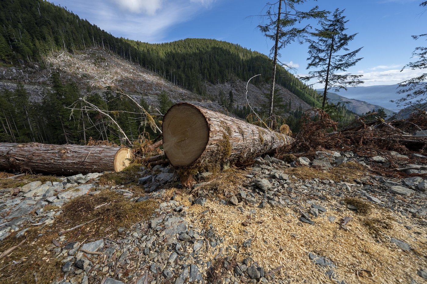 B.C. forest watchdog says province should improve watershed management | iNFOnews.ca