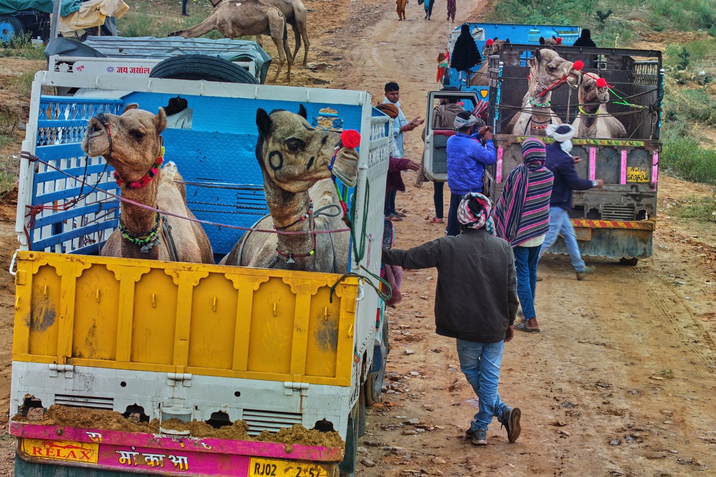 A camel fair in India's desert town of Pushkar draws traders and tourists, in photos | iNFOnews.ca