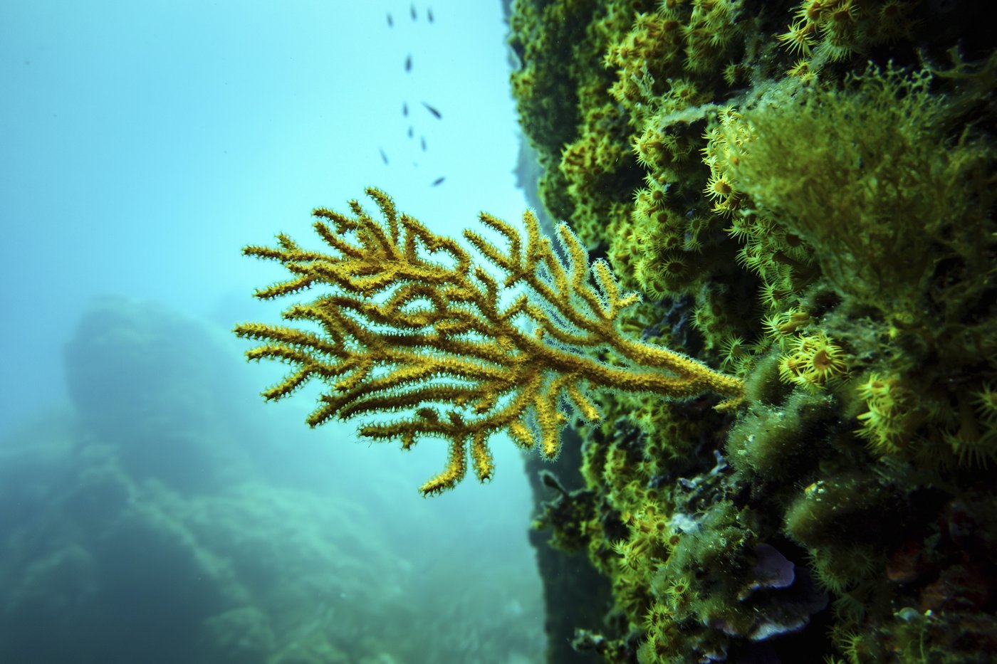 The UN Ocean Conference tries to turn promises into protection | iNFOnews.ca The UN Ocean Conference tries to turn promises into protection | iNFOnews.ca