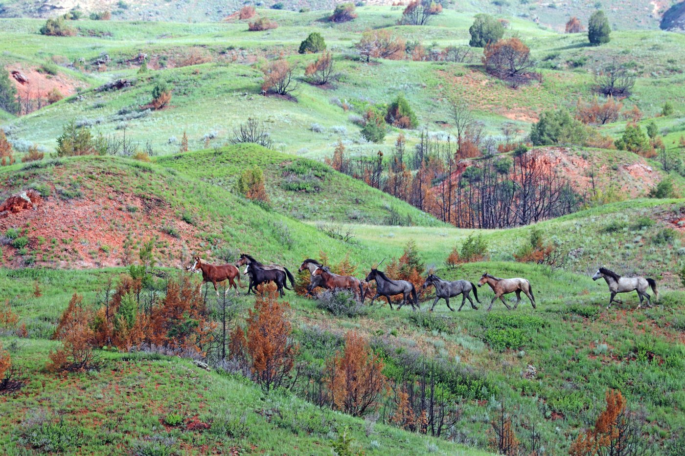 Reconstructed road opens grand views at Theodore Roosevelt National Park in North Dakota | iNFOnews.ca Reconstructed road opens grand views at Theodore Roosevelt National Park in North Dakota | iNFOnews.ca