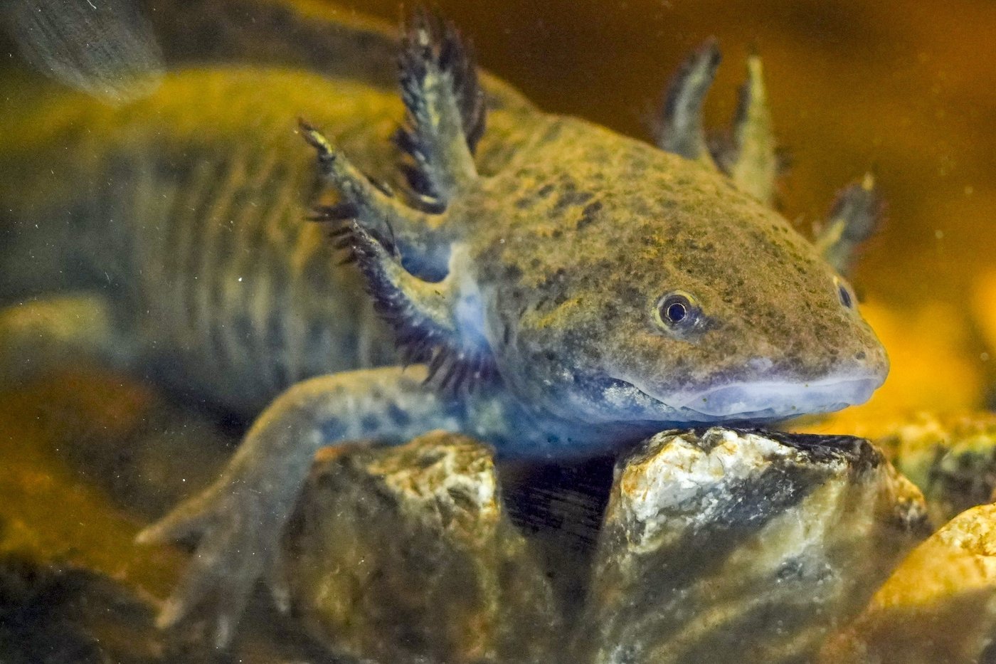Ancient deity, pet and endangered species. Why is axolotl Mexico's most beloved amphibian? | iNFOnews.ca