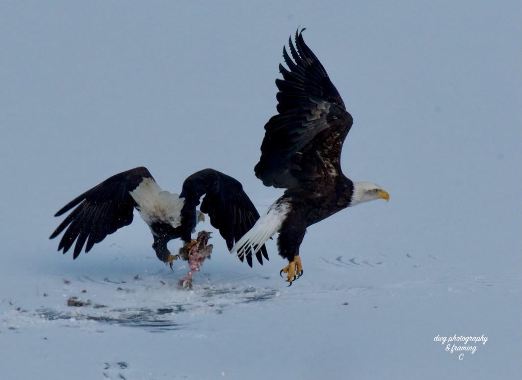 iN PHOTOS: Hungry predators on the hunt in Okanagan, Kamloops | iNFOnews.ca iN PHOTOS: Hungry predators on the hunt in Okanagan, Kamloops | iNFOnews.ca
