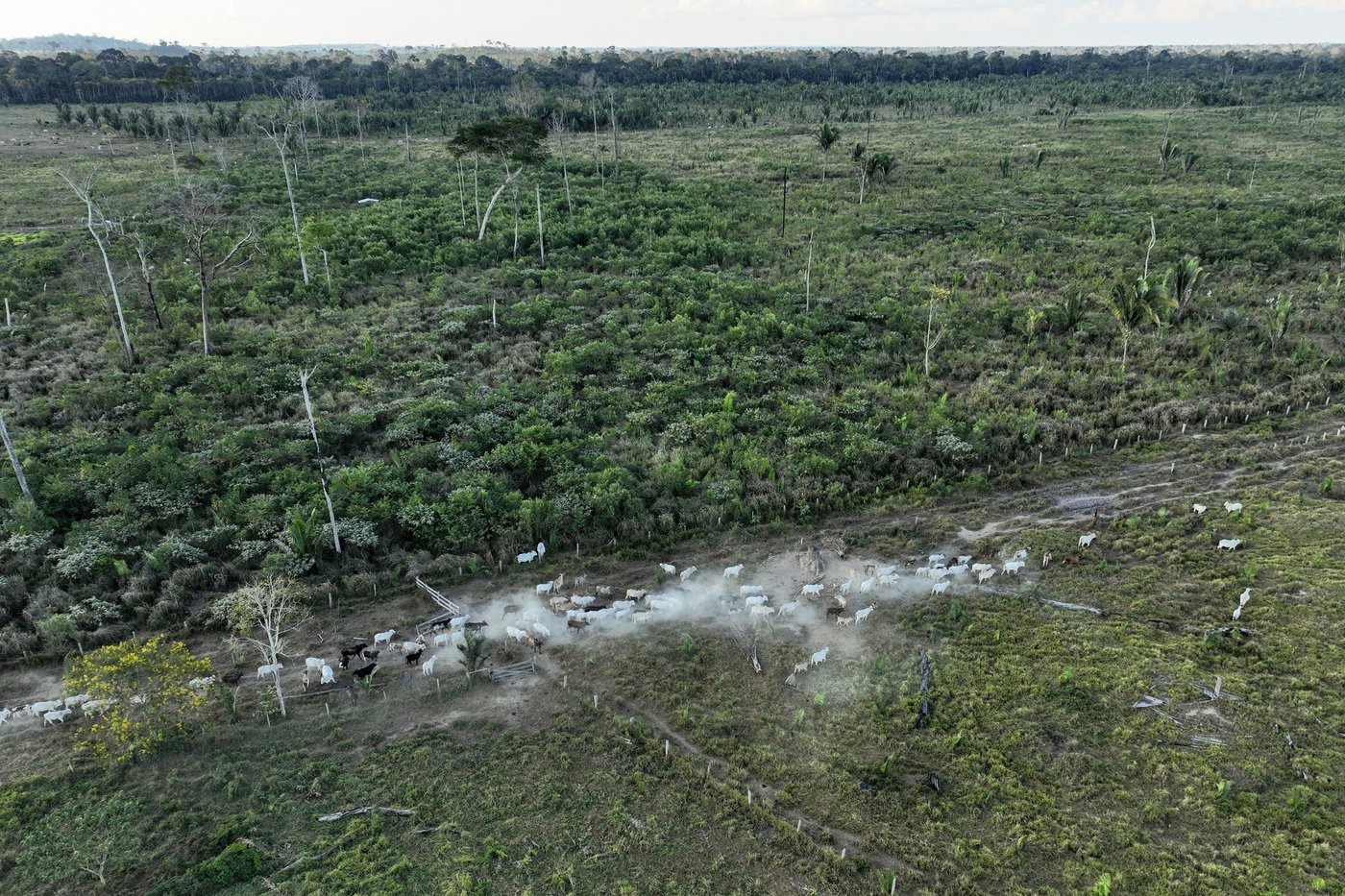 Brazil slaughterhouses reduce ties to Amazon deforestation, but cattle laundering remains issue | iNFOnews.ca