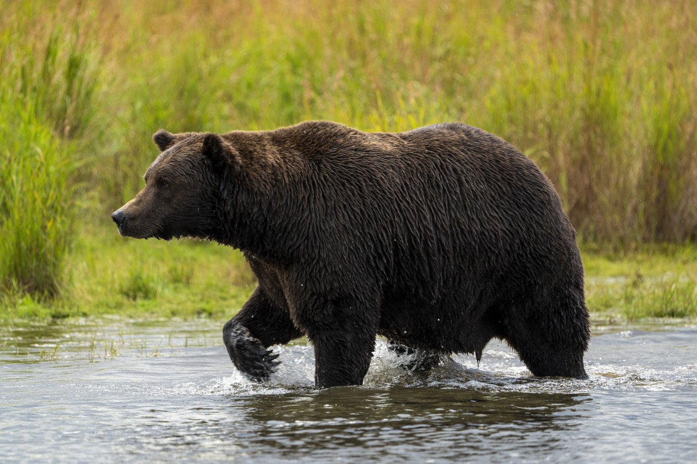 Online voting in Alaska's Fat Bear Week contest starts after an attack killed 1 contestant | iNFOnews.ca Online voting in Alaska's Fat Bear Week contest starts after an attack killed 1 contestant | iNFOnews.ca