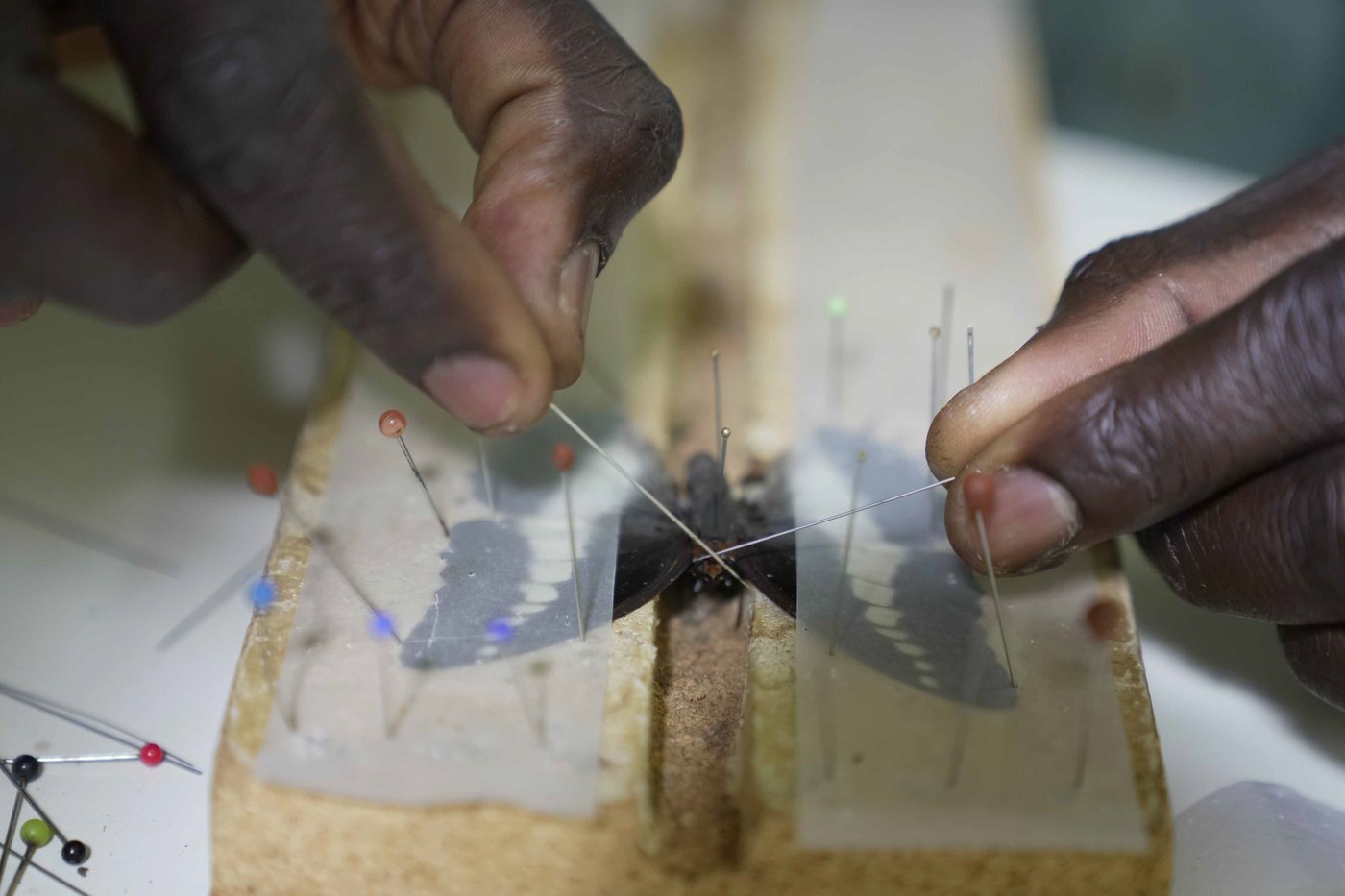 A butterfly collector in Africa with more than 4.2 million seeks to share them for the future | iNFOnews.ca A butterfly collector in Africa with more than 4.2 million seeks to share them for the future | iNFOnews.ca
