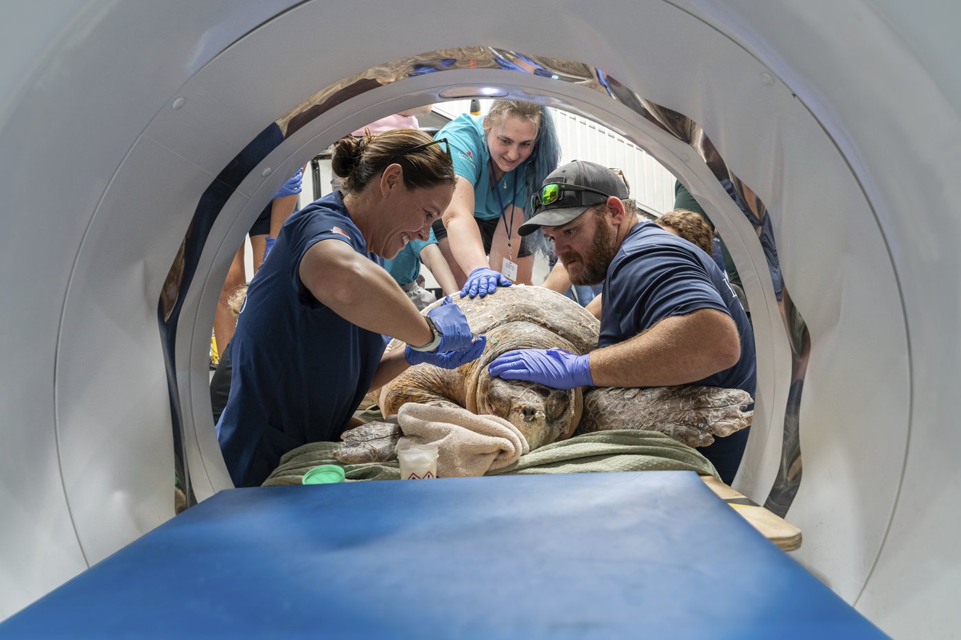 A 302-pound loggerhead sea turtle hit by a boat gets an oversize CT scan, with a surprise | iNFOnews.ca