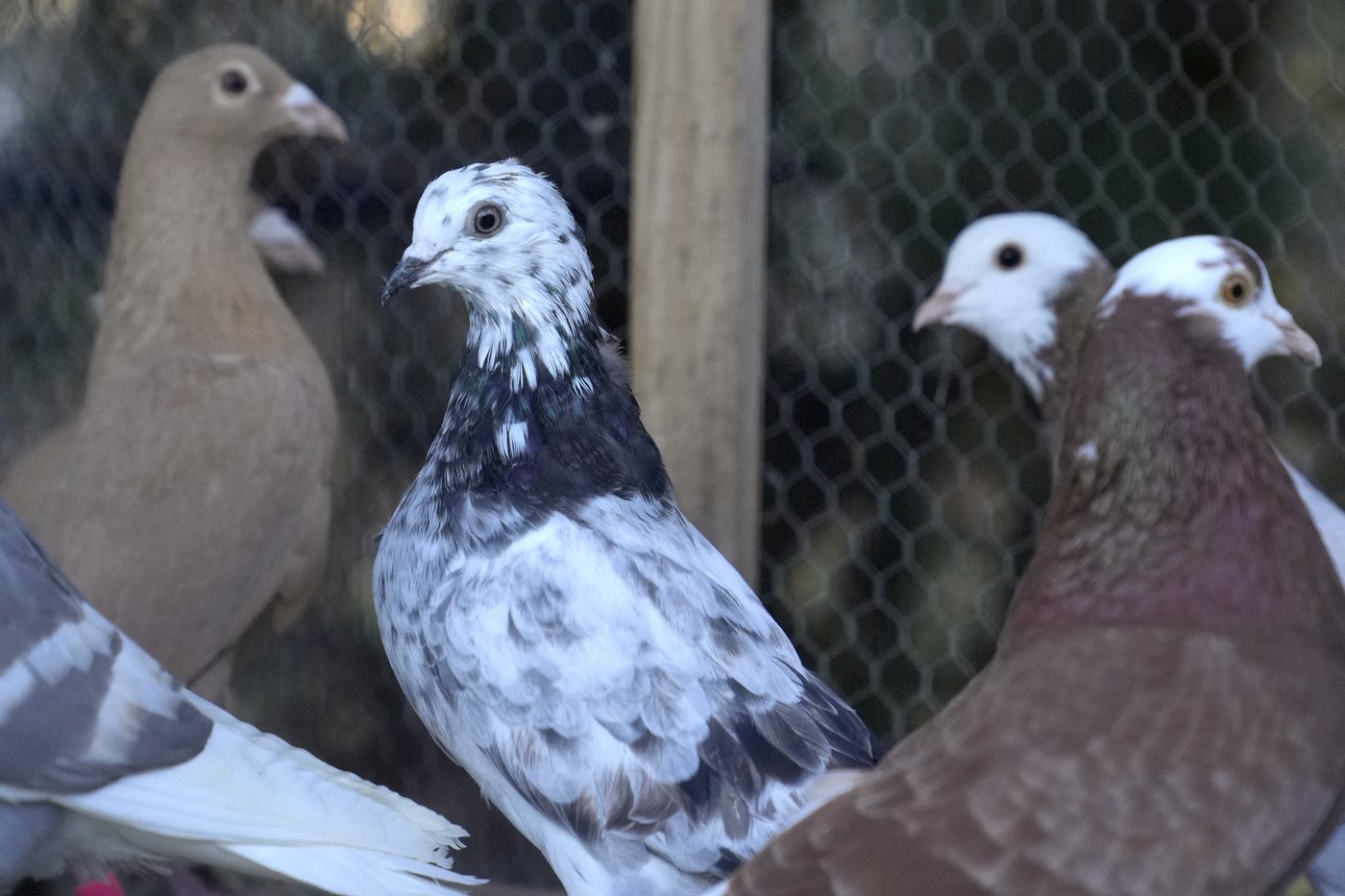 A Massachusetts man wrongfully convicted of murder was awarded $13 million. He won't get all of it | iNFOnews.ca A Massachusetts man wrongfully convicted of murder was awarded $13 million. He won't get all of it | iNFOnews.ca