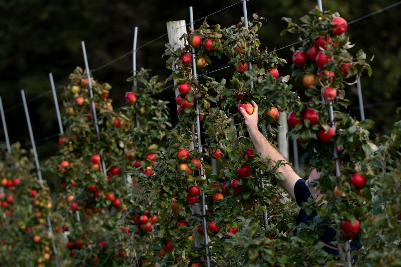 A recipe for avoiding 15 million deaths a year and climate disaster is fixing food, scientists say | iNFOnews.ca A recipe for avoiding 15 million deaths a year and climate disaster is fixing food, scientists say | iNFOnews.ca