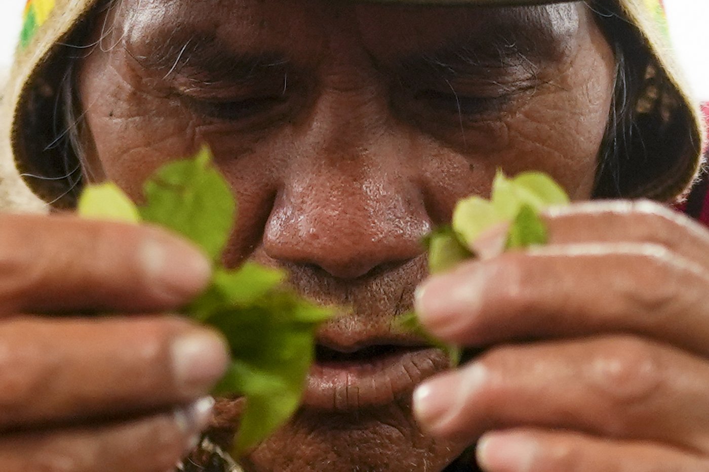 Coca leaves remain a source of work, faith and identity in Bolivia | iNFOnews.ca Coca leaves remain a source of work, faith and identity in Bolivia | iNFOnews.ca