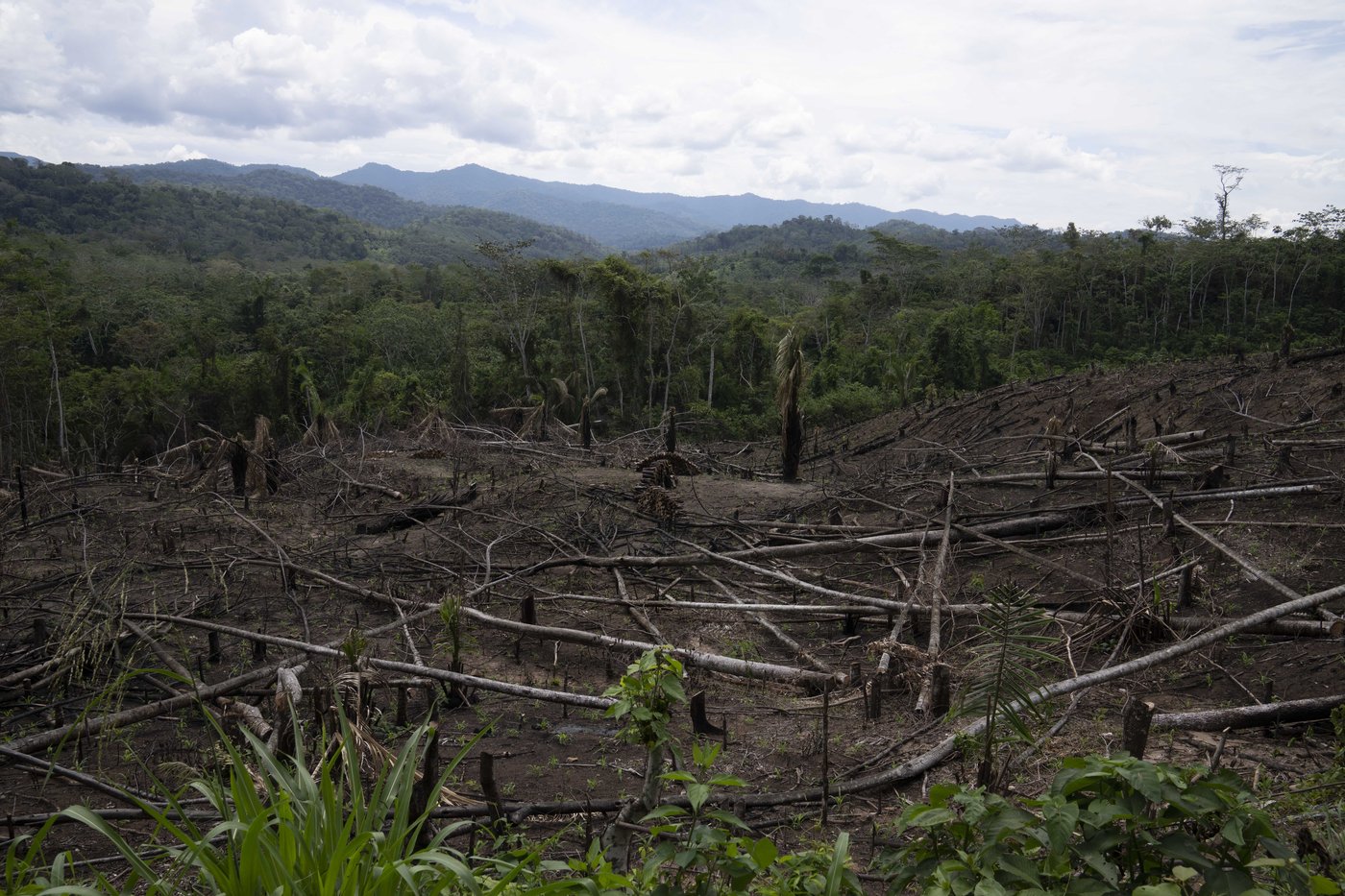 Amendment to Peru law raises fears of Amazon rainforest destruction | iNFOnews.ca