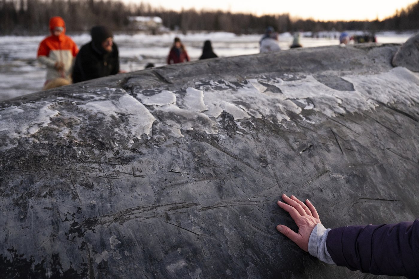 Carcass of endangered fin whale washes up near Alaska's largest city | iNFOnews.ca Carcass of endangered fin whale washes up near Alaska's largest city | iNFOnews.ca