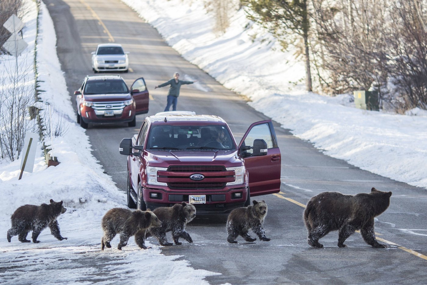 The vehicle collision death of a famous Wyoming grizzly bear was an accident, authorities say | iNFOnews.ca