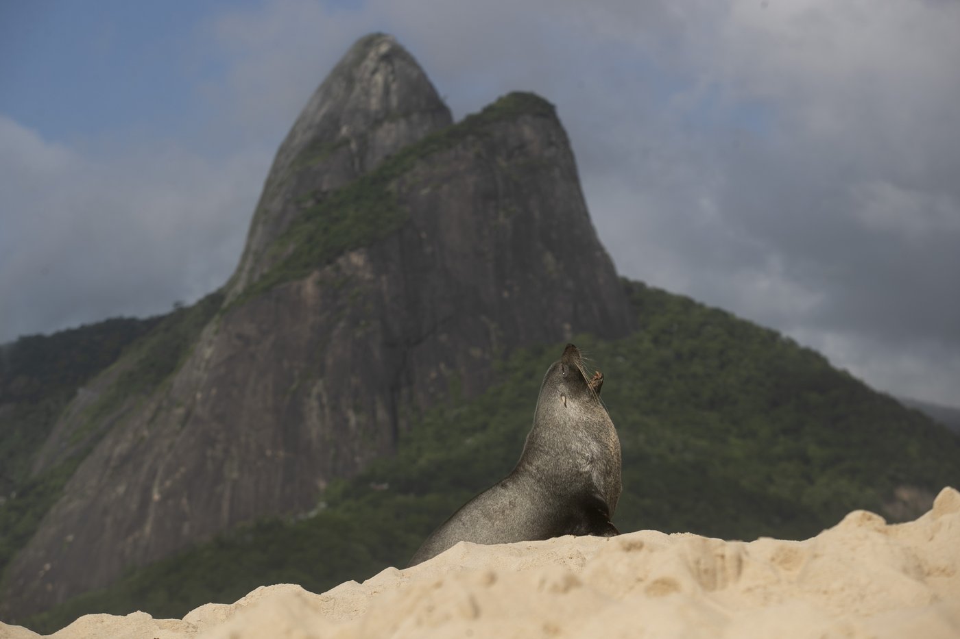 Not quite the 'Girl from Ipanema', a fur seal's rare appearance on Rio's famous beach turns heads | iNFOnews.ca Not quite the 'Girl from Ipanema', a fur seal's rare appearance on Rio's famous beach turns heads | iNFOnews.ca