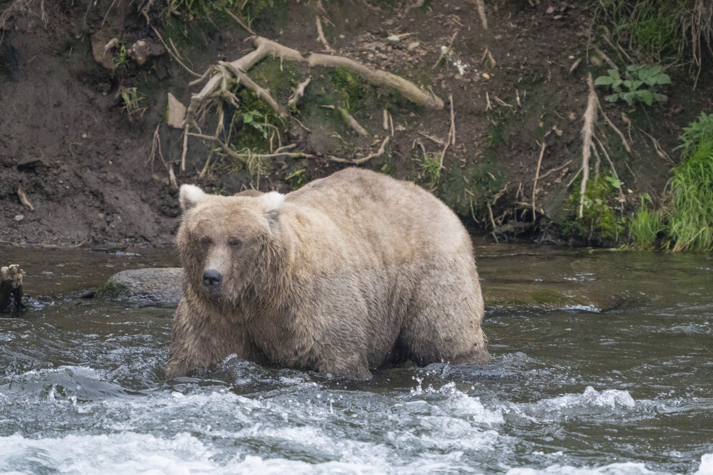The chunkiest of chunks face off in Alaska's Fat Bear Week | iNFOnews.ca