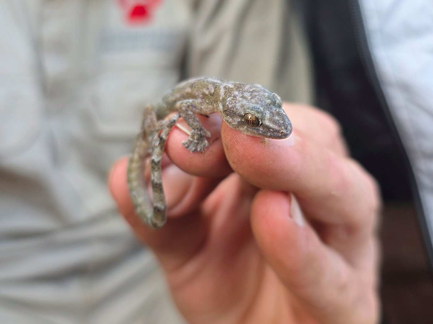 This flat-bodied South African gecko was a 'lost' species. It's been found again after 34 years | iNFOnews.ca